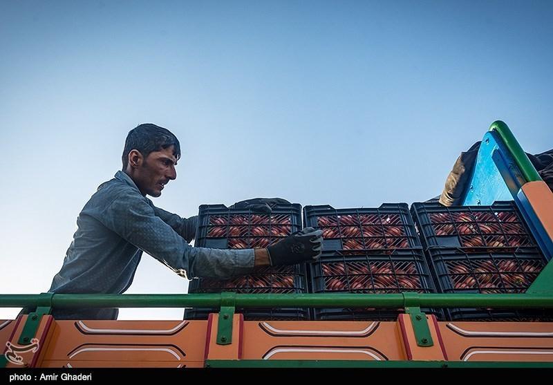 دولت پاکستان واردات گوجه از ایران را راهکار کنترل قیمت آن دانست