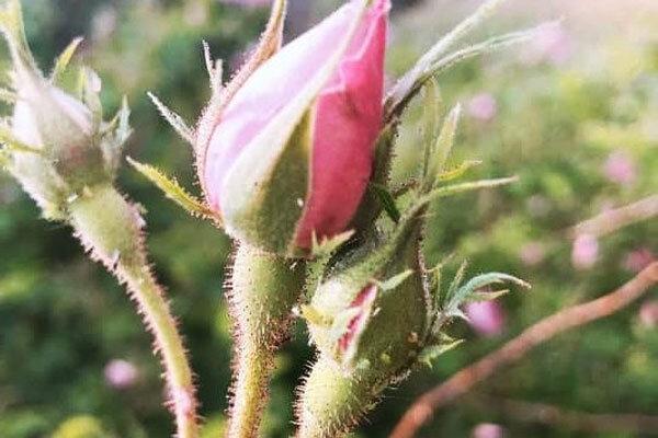 گل محمدی مقاوم به کم آبی تولید و تکثیر شد گل محمدی مقاوم به کم آبی فراوری و تکثیر شد