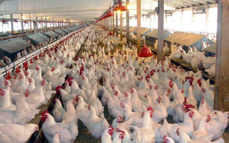 شناسایی عامل اصلی رسیدن قیمت مرغ به کیلویی 20هزار تومان
