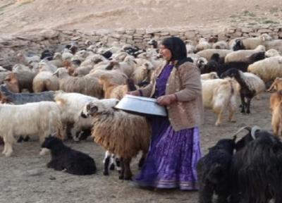 پرداخت تسهیلات تولید گوشت به عشایر فارس