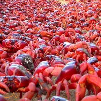 تور ارزان استرالیا: حمله وحشتناک میلیون ها خرچنگ به جزیره ای در استرالیا!