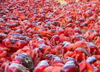 تور ارزان استرالیا: حمله وحشتناک میلیون ها خرچنگ به جزیره ای در استرالیا!